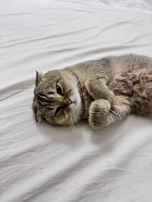 Ищем кошку для вязки нашему коту Ищем кошку для вязки нашему коту