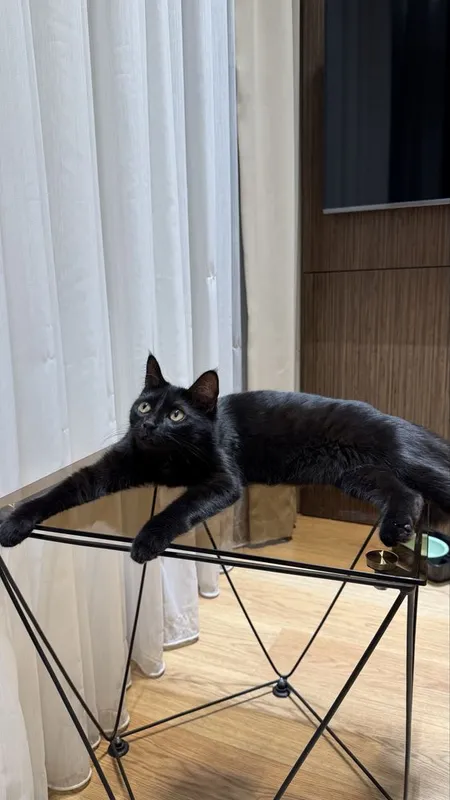 Черная красивая кошка