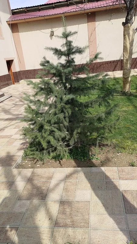 Archa golubaya yel