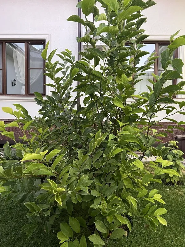 Продаю красивую Магнолию с блестьящими листьями, отлично подходит сада — фото 2