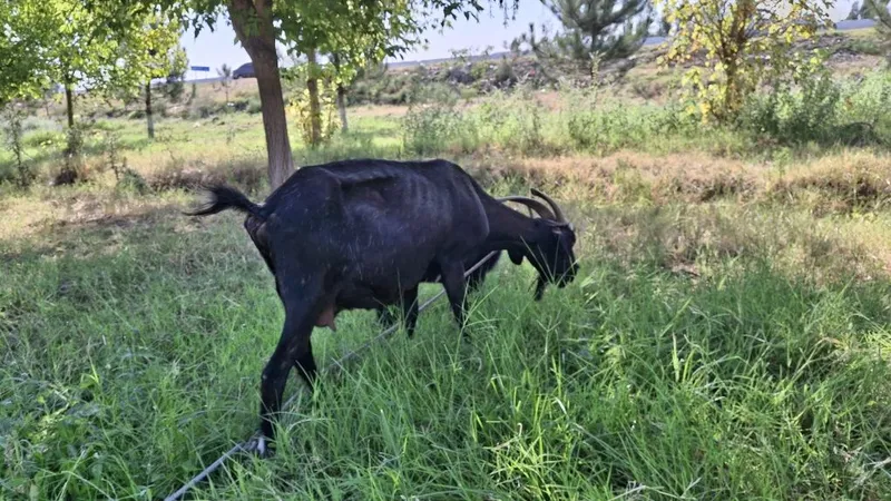 Echki ona bola sotiladi 3