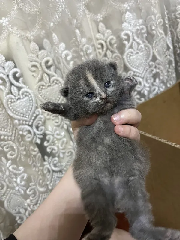 вислоухие котята от правильной вязки