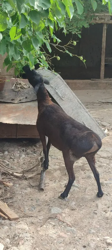 ona bola va boğoz qoy sotiladi 5 ona bola va boğoz qoy sotiladi 5