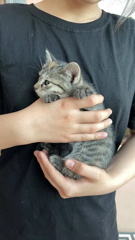 котята даром в добрые руки — фото 1