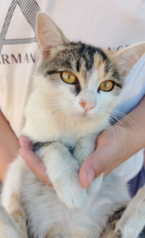 Кошка, 4 месячная 1 Кошка, 4 месячная 1
