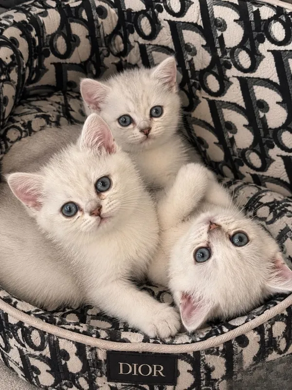 Котята серебристой шиншиллы Котята серебристой шиншиллы