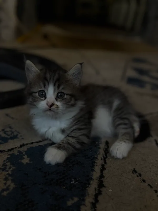 Кошка 1 Кошка 1