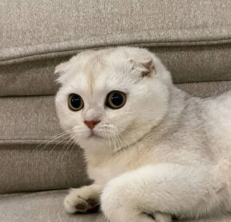 Продоётся милая кошка
