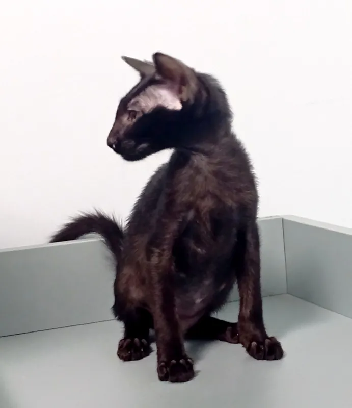 котенок ориентала черная пантера