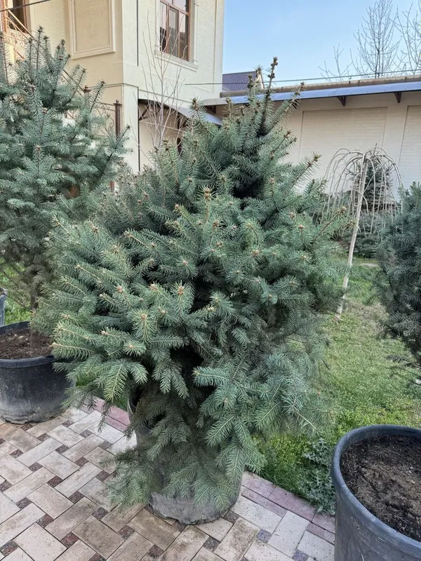 Ель голубая арча — фото 6
