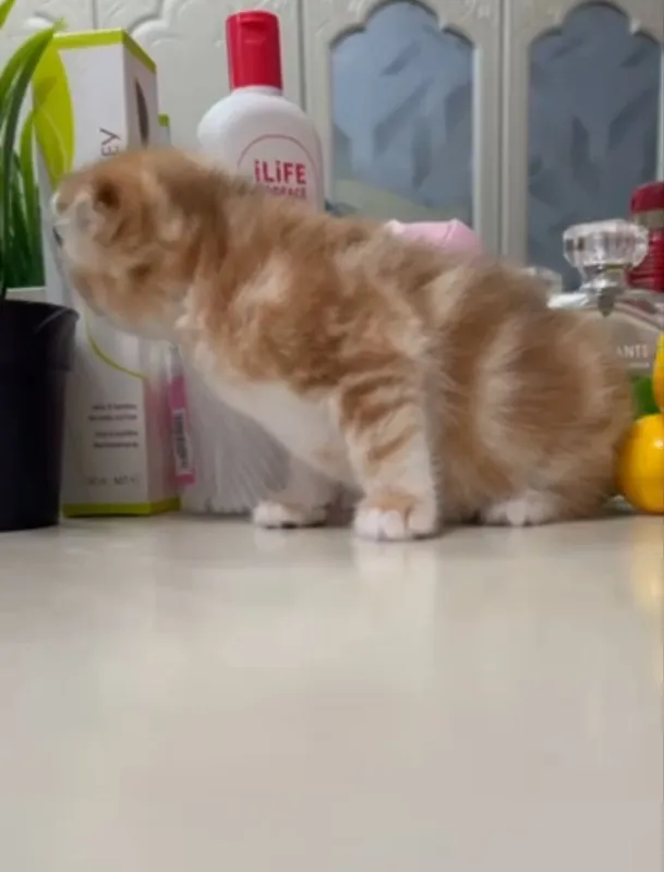 Котенок Девочка Золотой мрамор Скоттиш Фолд 2