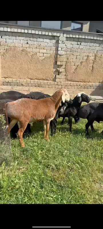Зотга сотилади йири кози — фото 3