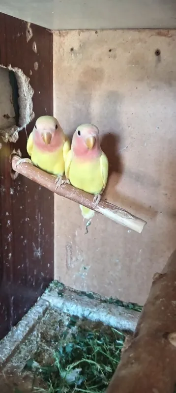 Nerazulishka 3oylik 2 Nerazulishka 3oylik 2