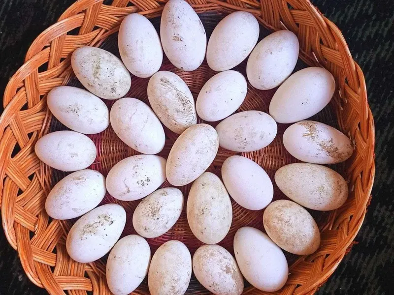 Zotdor G‘oz va tuxumlari sotiladi — фото 3