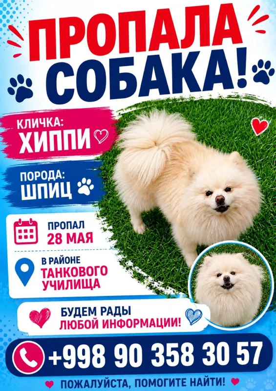 Пропала собака. Помогите.