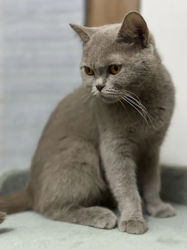 Продаётся британский короткошёрстный кот — фото 2