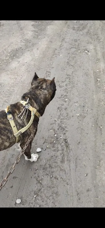 Pitbull sogʻlom arzon srochna — фото 3