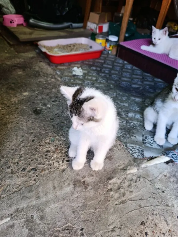 Котята домашние 4 штуки — фото 1