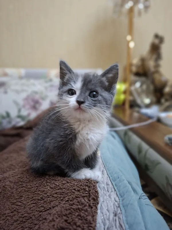 Котенок девочка в добрые руки
