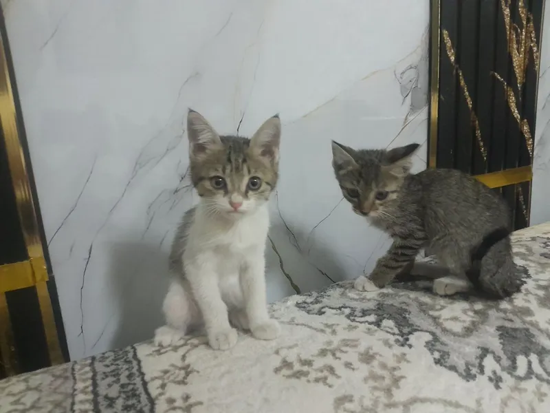 Котёнок в подарок 4 Котёнок в подарок 4