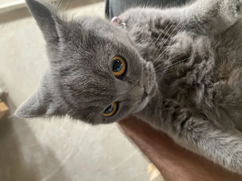 Katta kokrak va katta dumba 20 yoshgacha bolgan qizlarning porno videolari