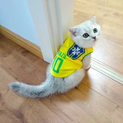 Одежда для кошек — фото 1