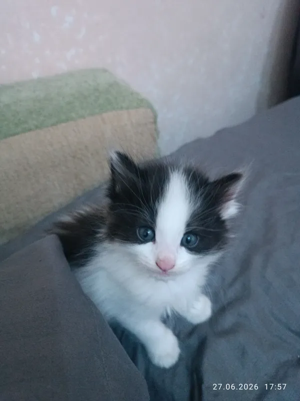Продаются котята. Очень милые и красивые. — фото 1