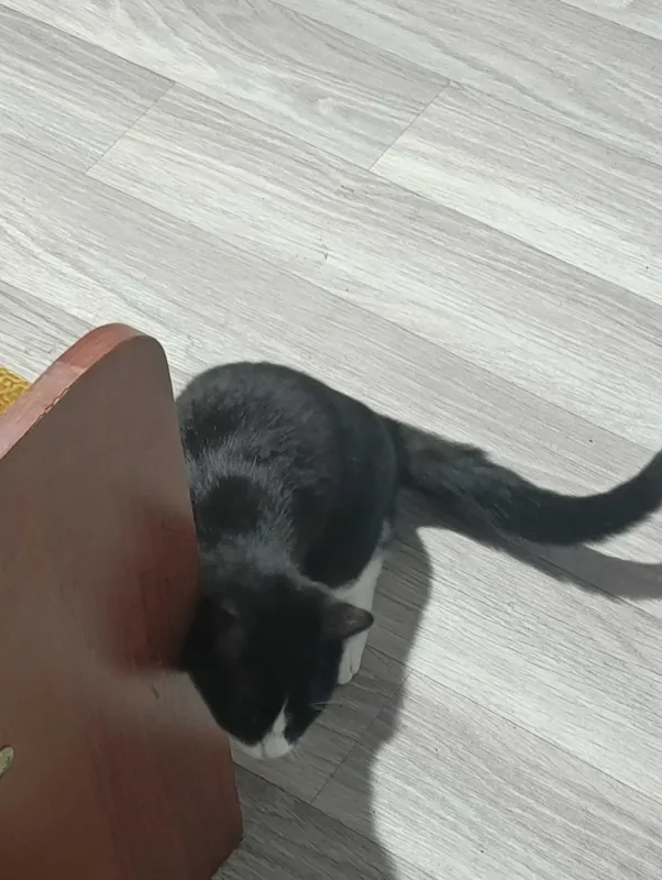 Черно белая кошка — фото 3
