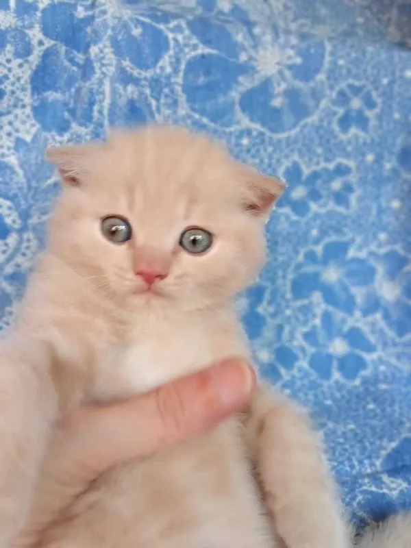 Котята Скоттиш Страйт 2 Котята Скоттиш Страйт 2
