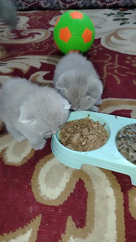 Продаются породистые британские котят — фото 2