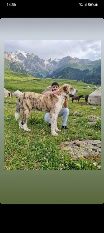 Alabay kuchugi 36 kunlik 4 Alabay kuchugi 36 kunlik 4