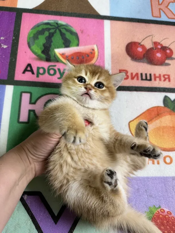Британские котята, мальчик и девочка — фото 4