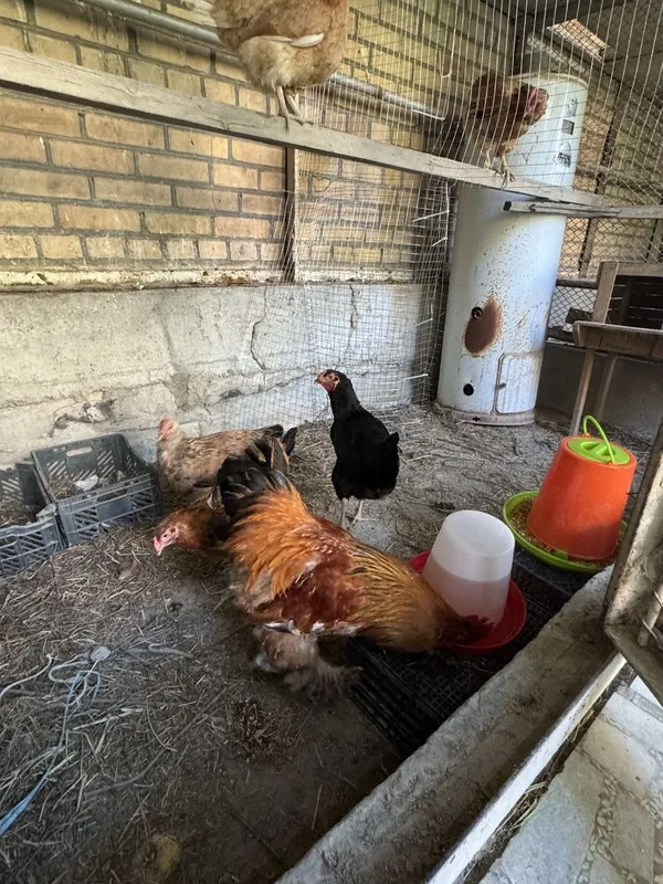 Tovuqlar va xuroz sotiladi