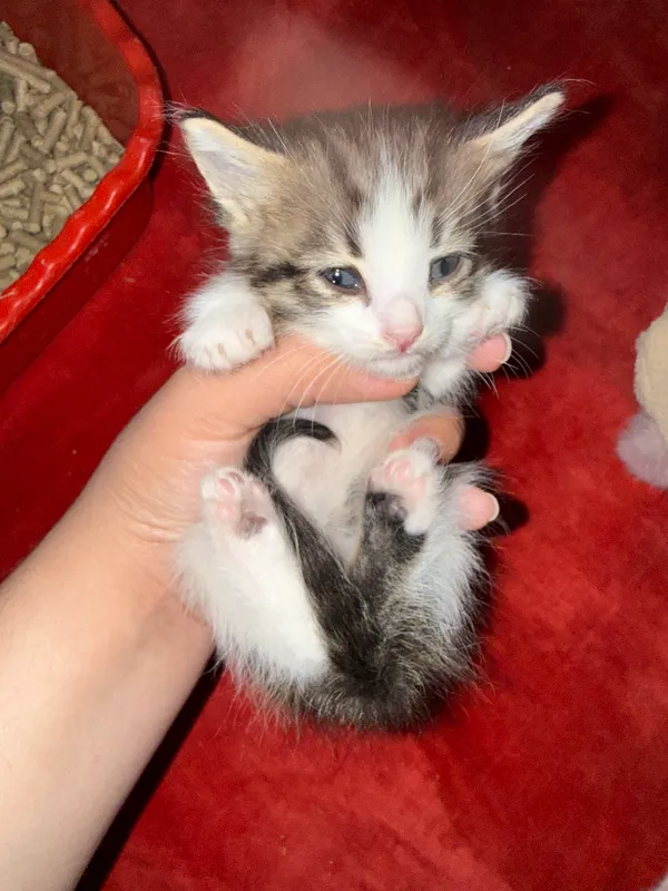 4 котёнка в возрасте 1 месяца, один чёрно-жёлтый — 5 месяцев 5 4 котёнка в возрасте 1 месяца, один чёрно-жёлтый — 5 месяцев 5