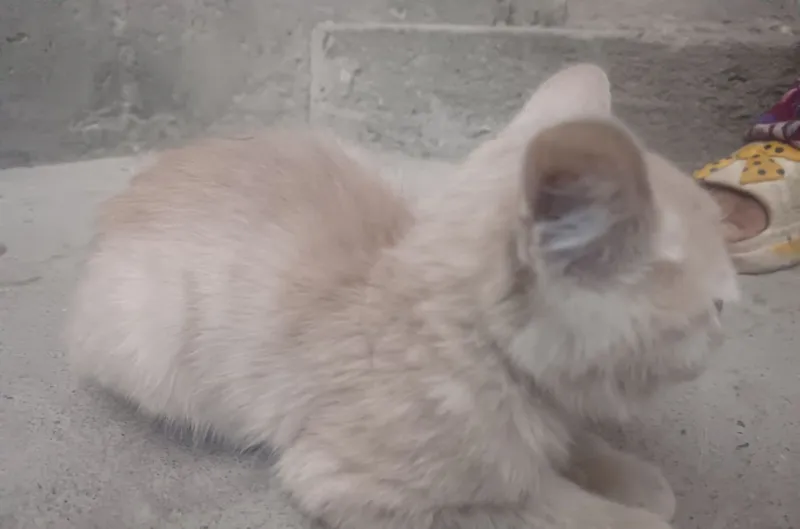 Котёнок-мальчик 2 Котёнок-мальчик 2