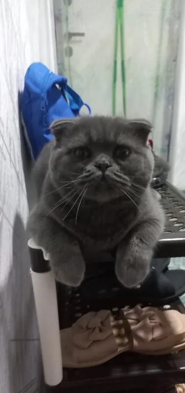 Породистая шотландская кошка 2 Породистая шотландская кошка 2
