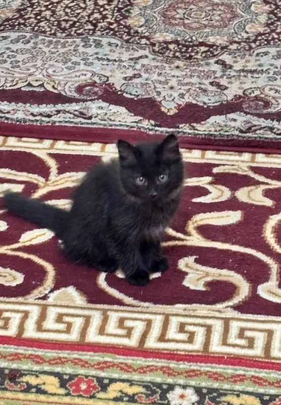 Котенок 6 месяцев 1 Котенок 6 месяцев 1