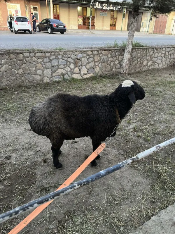 Qo’y qo’chqor 75-73 kg