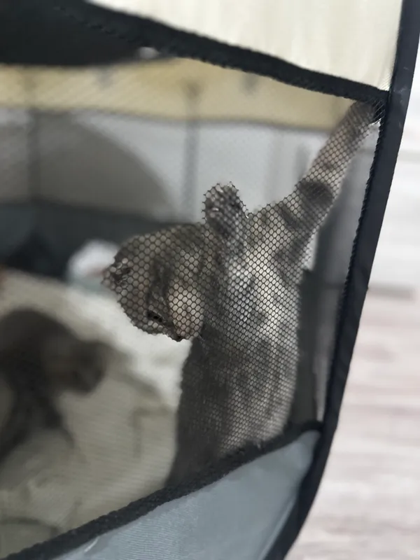 Котята 🐈⬛ — фото 3