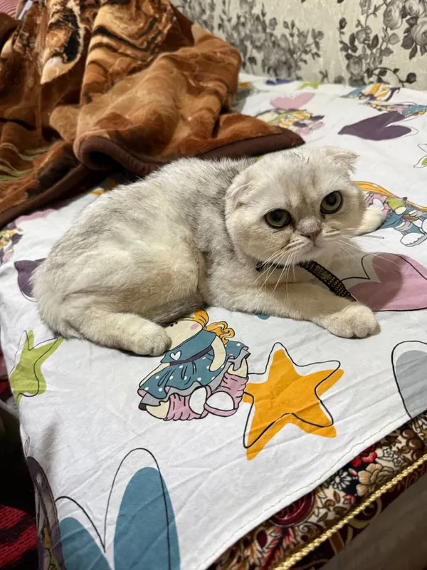 Продается породистая серебристая британская Шиншилла — фото 2