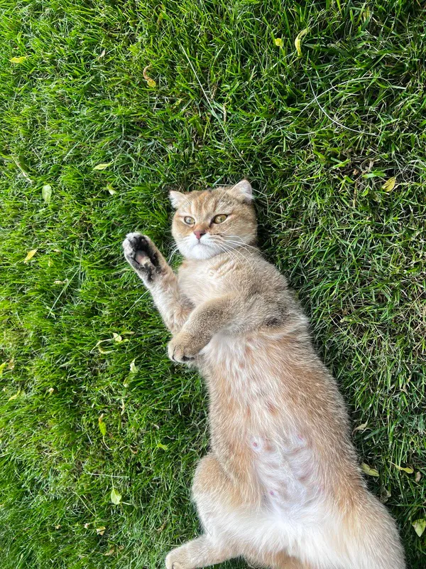 кошка(золотистая шиншилла)