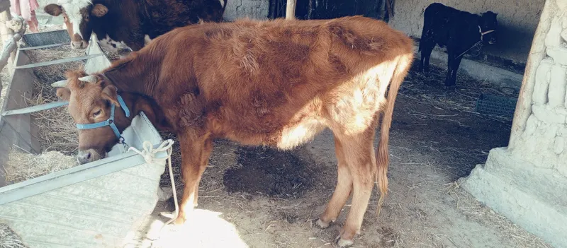 Yosh ,sogʻlom gʻunojin 6oyli homilasi bor