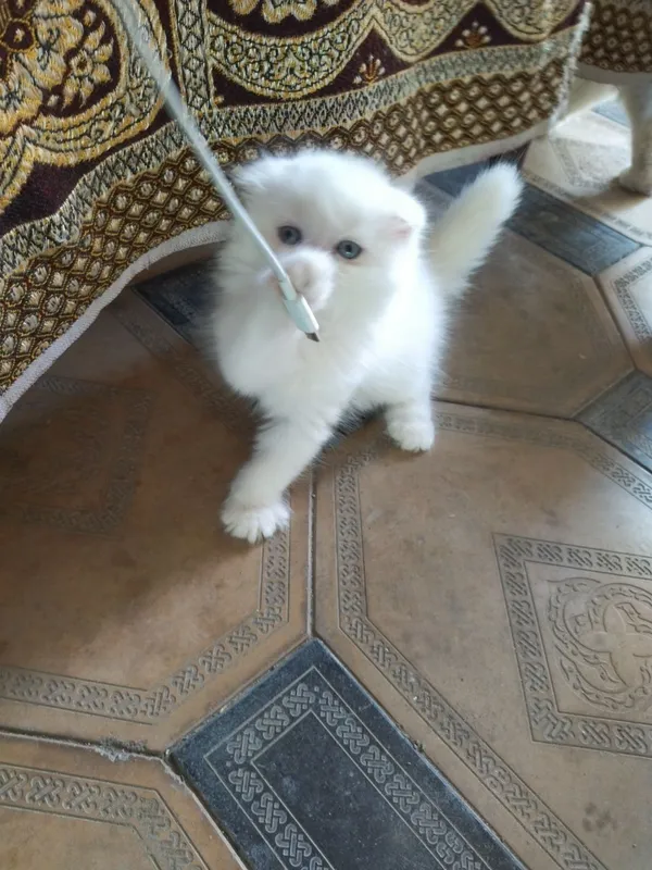 Продается Шотландские котята — фото 2