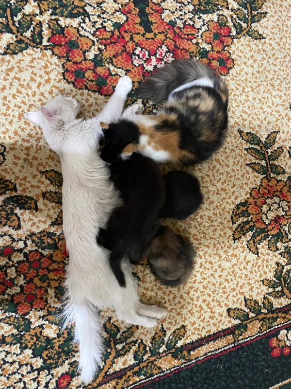 Котята 2 Котята 2