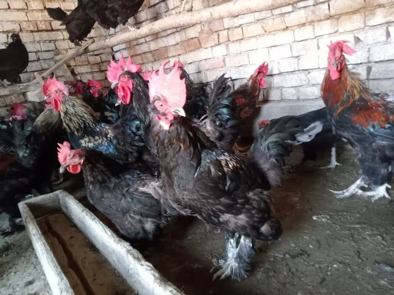 Продаются куры, петухи Андижанской породы, годовалые.ы 2