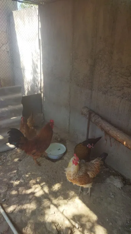 Tovuq xorozlar sotiladi 3 tovuq 1 xoroz 2 Tovuq xorozlar sotiladi 3 tovuq 1 xoroz 2
