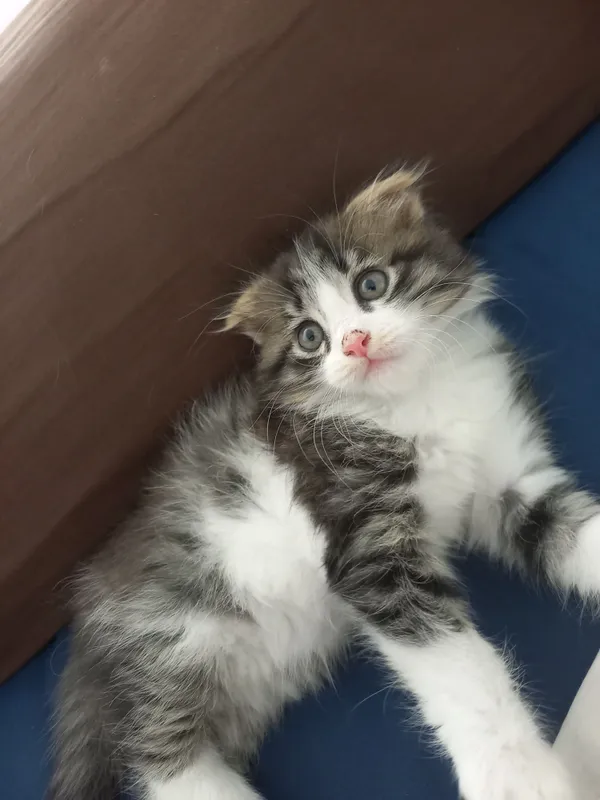 scottish fold scottish fold