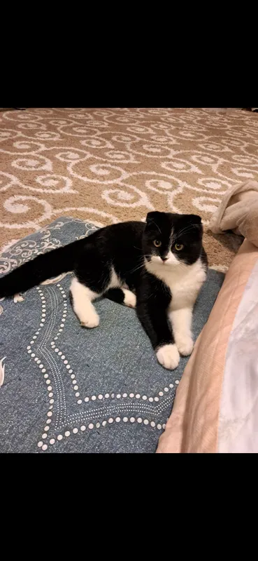 кошки кошки