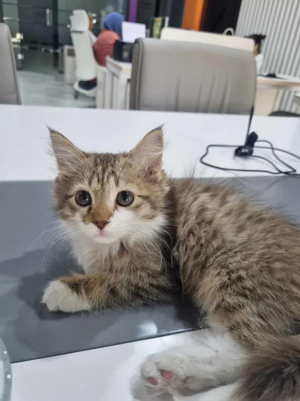 Котёнок Норвежской лесной кошки, мальчик, 3 месяца — фото 2