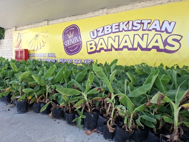 Banan kuchatlari niholi, Росток банана, Банан кучати нихоли 6 Banan kuchatlari niholi, Росток банана, Банан кучати нихоли 6